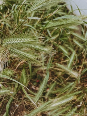 Green grass with elongated, feathery seed heads grows densely, covering the ground. The texture appears soft and somewhat wild, with the blades of grass and seed heads gently overlapping each other.