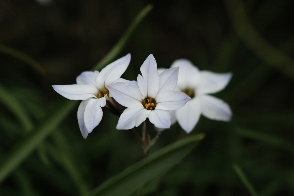 a couple of white flowers sitting on top of a lush green field