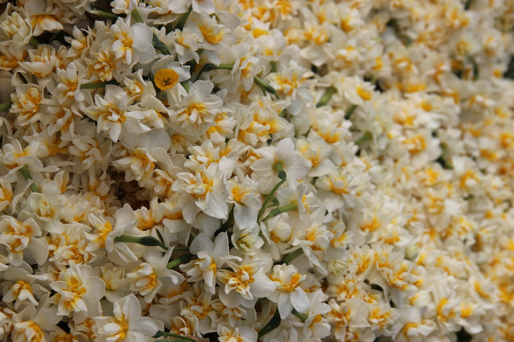 a bunch of white and yellow flowers with yellow centers