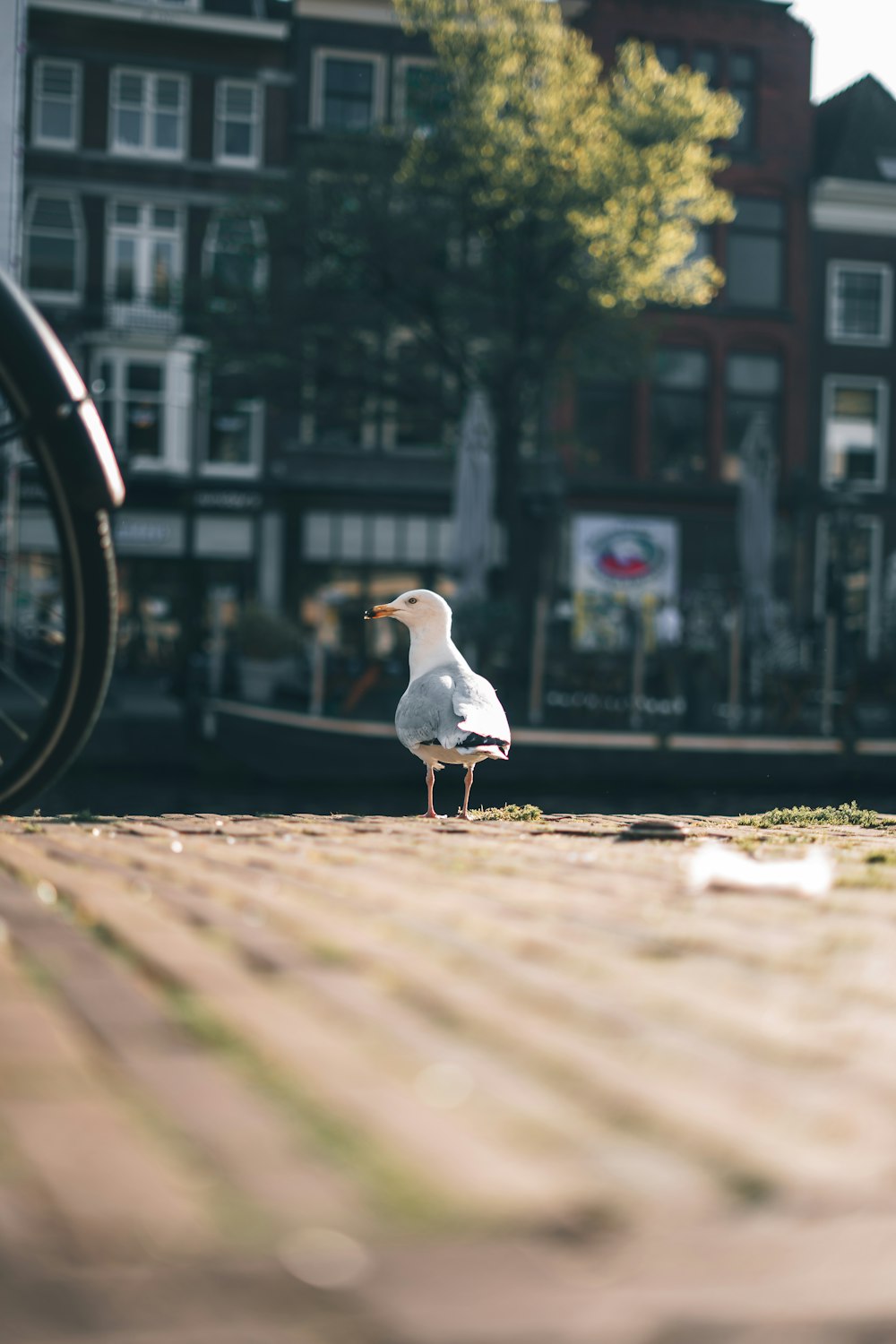 a seagull standing on a brick sidewalk next to a bicycle