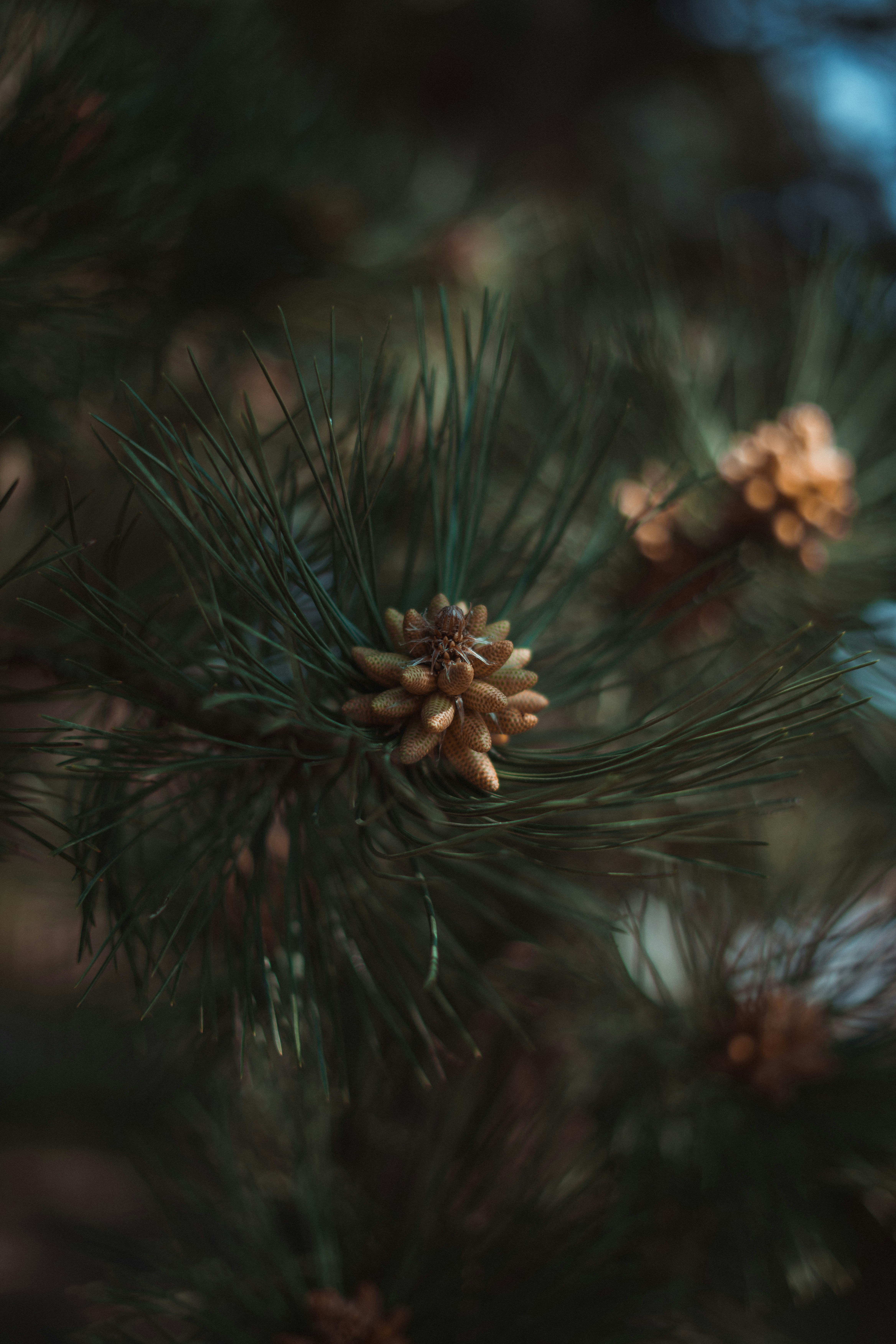 Photo by dreyerchris