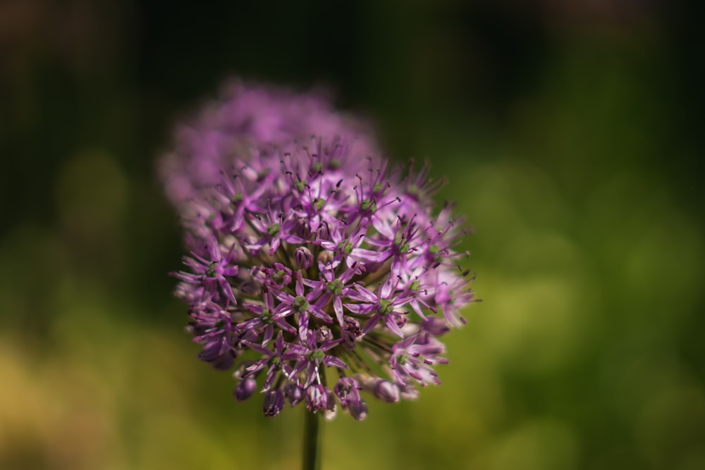 Un primer plano de una flor púrpura con fondo borroso