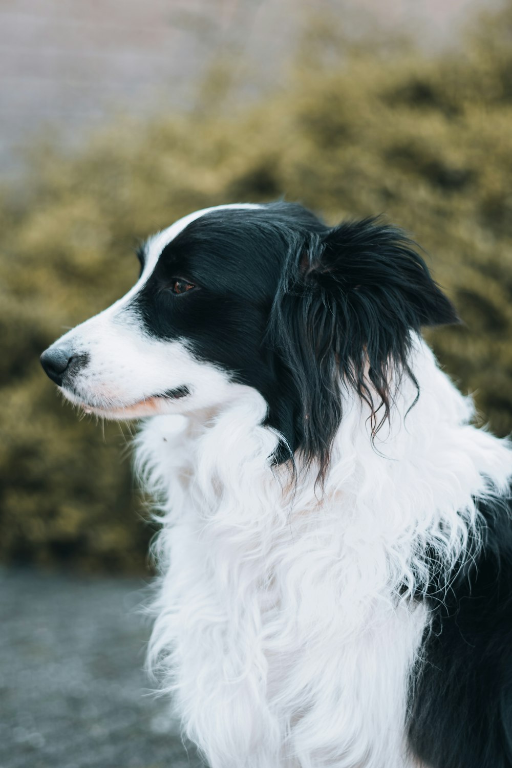 a black and white dog sitting in front of a bush