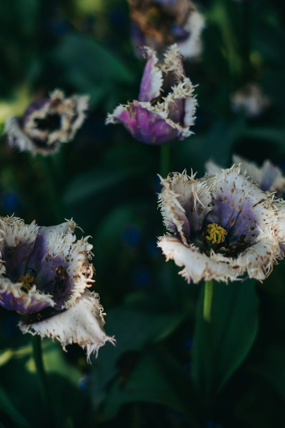 a group of flowers that are in the grass