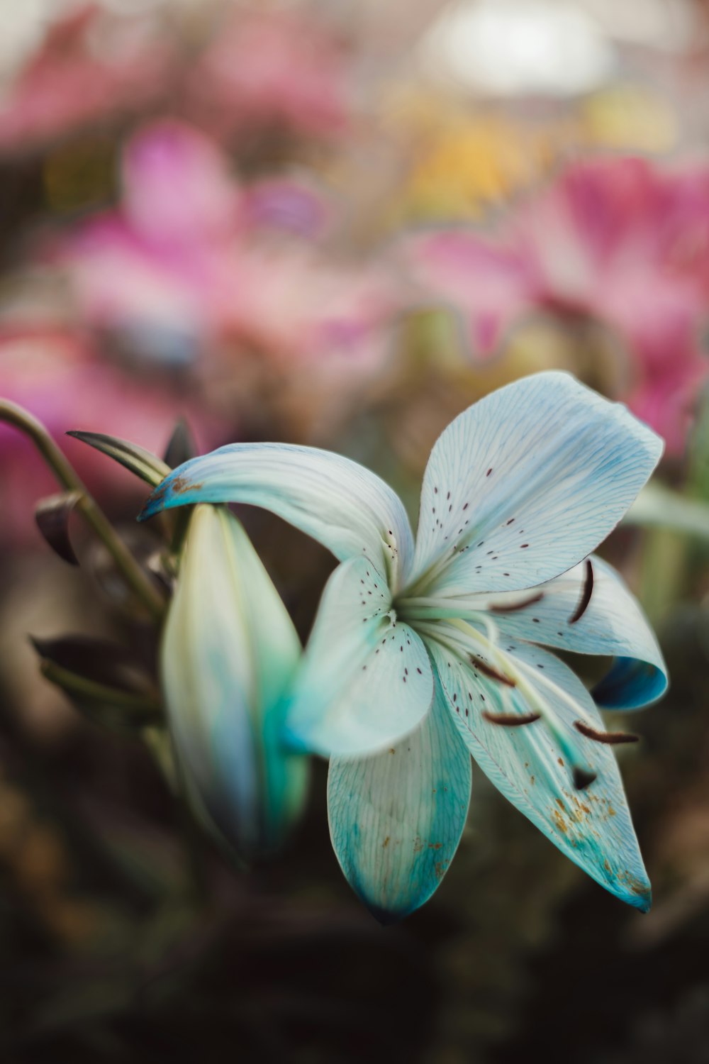 a close up of a flower with many flowers in the background