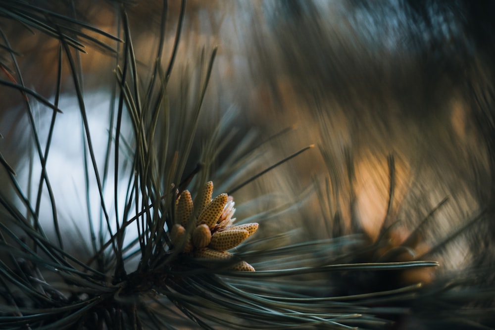 a close up of a pine cone on a pine tree