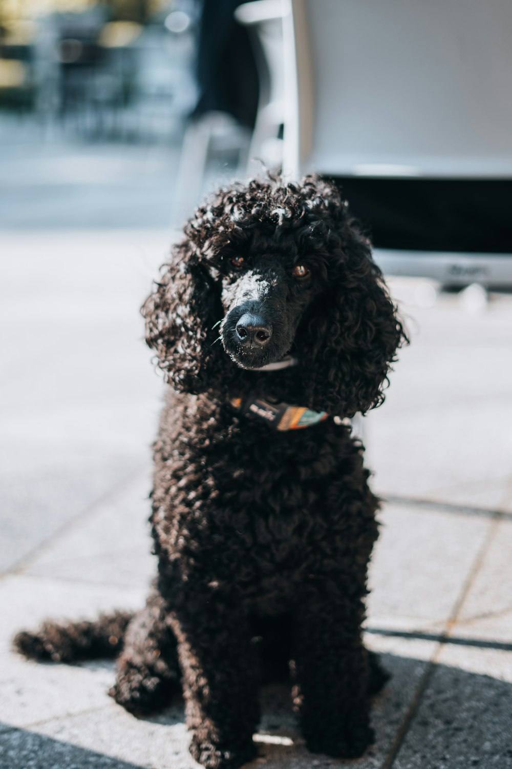 a black poodle sitting on a sidewalk next to a chair