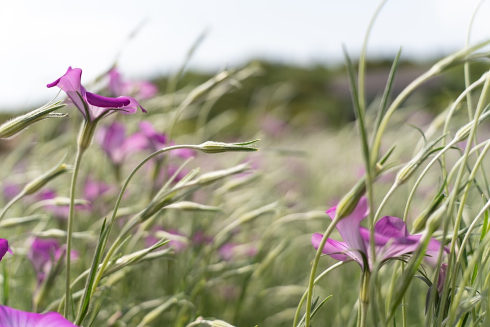 a field full of purple flowers on a sunny day