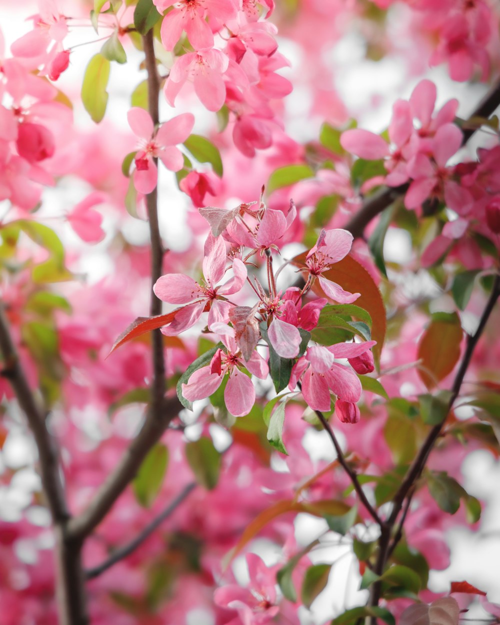 Un albero con fiori rosa e foglie verdi foto – Natura Immagine gratuita su  Unsplash