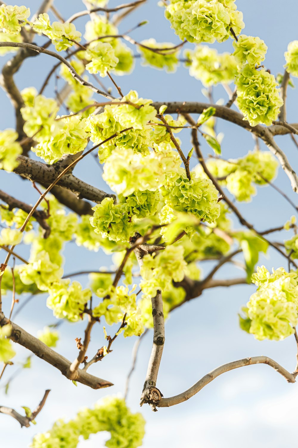 a tree with green flowers and a blue sky in the background