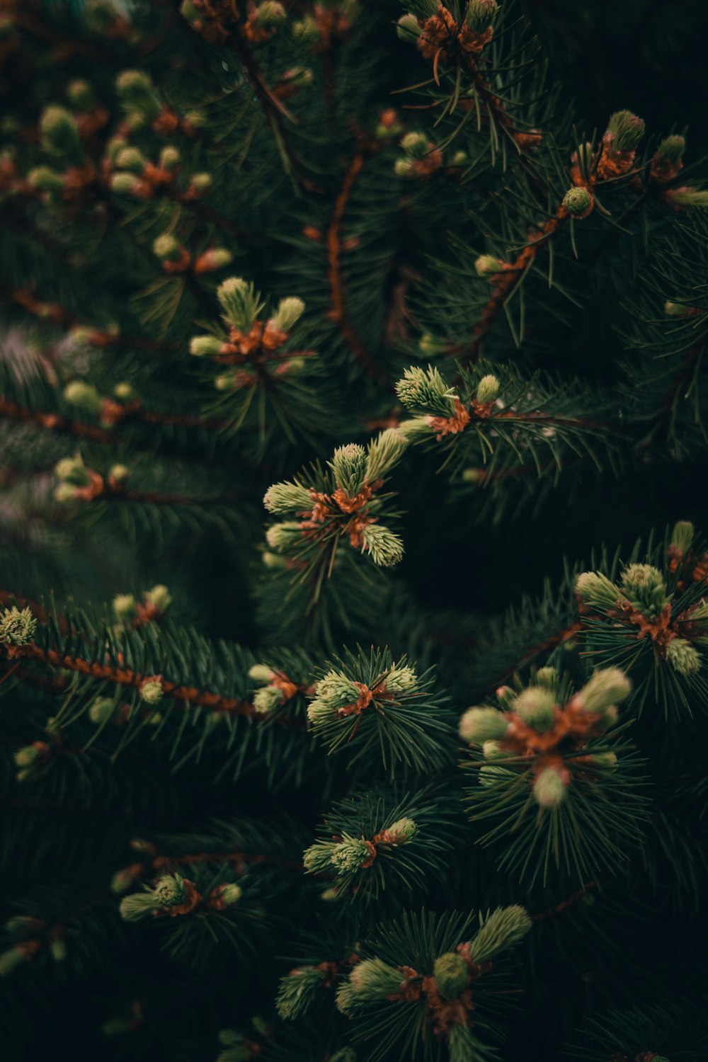 a close up of a pine tree branch