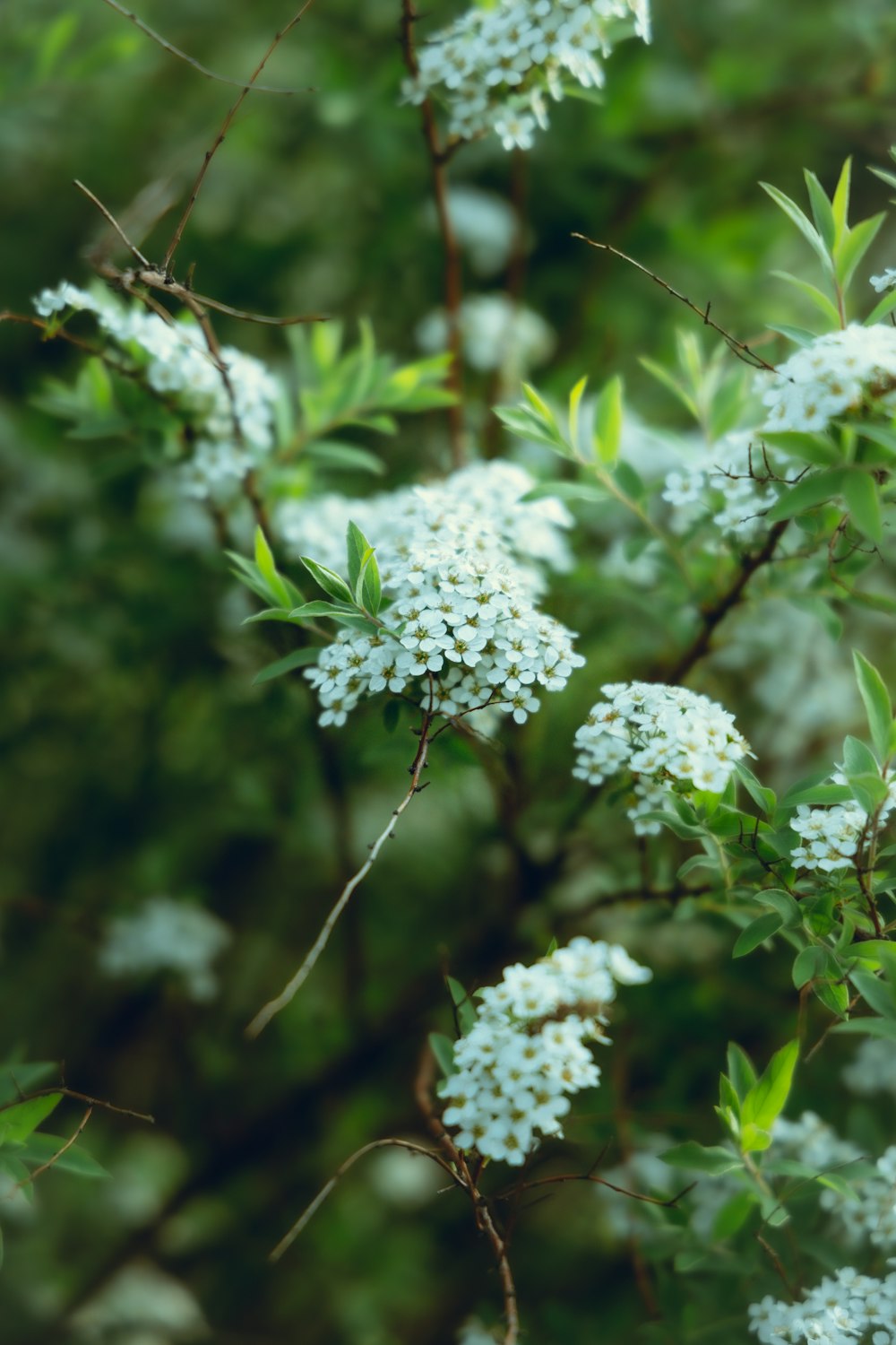 a bush with white flowers and green leaves