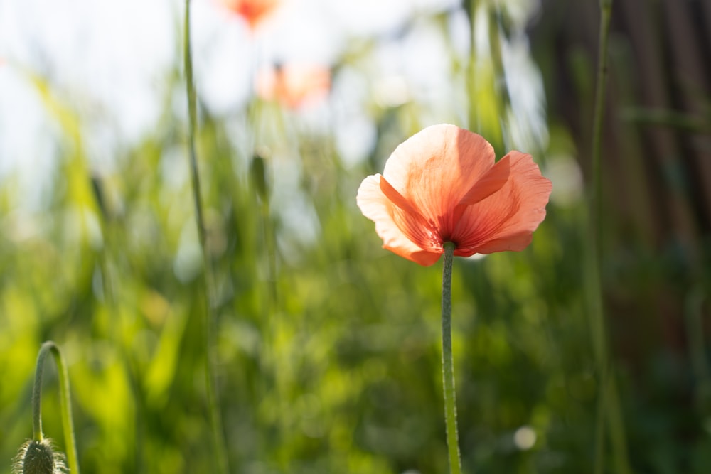 a single flower in a field of tall grass