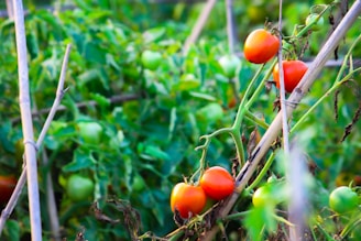 a bunch of tomatoes growing on a vine