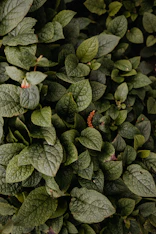 a close up of a plant with green leaves