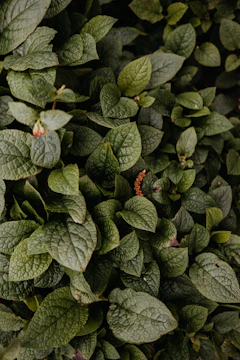 a close up of a plant with green leaves