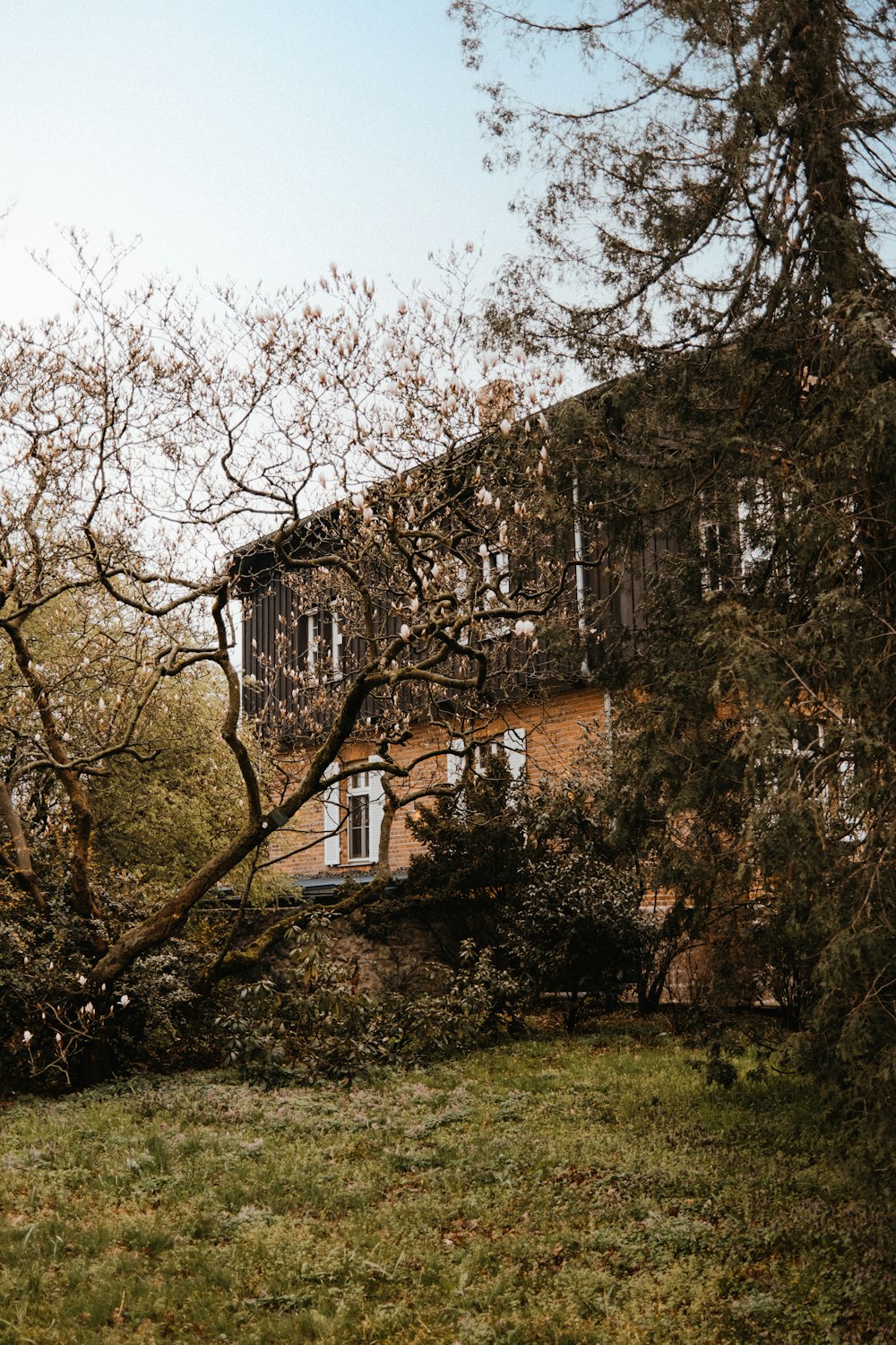 a tree that has fallen over in front of a building