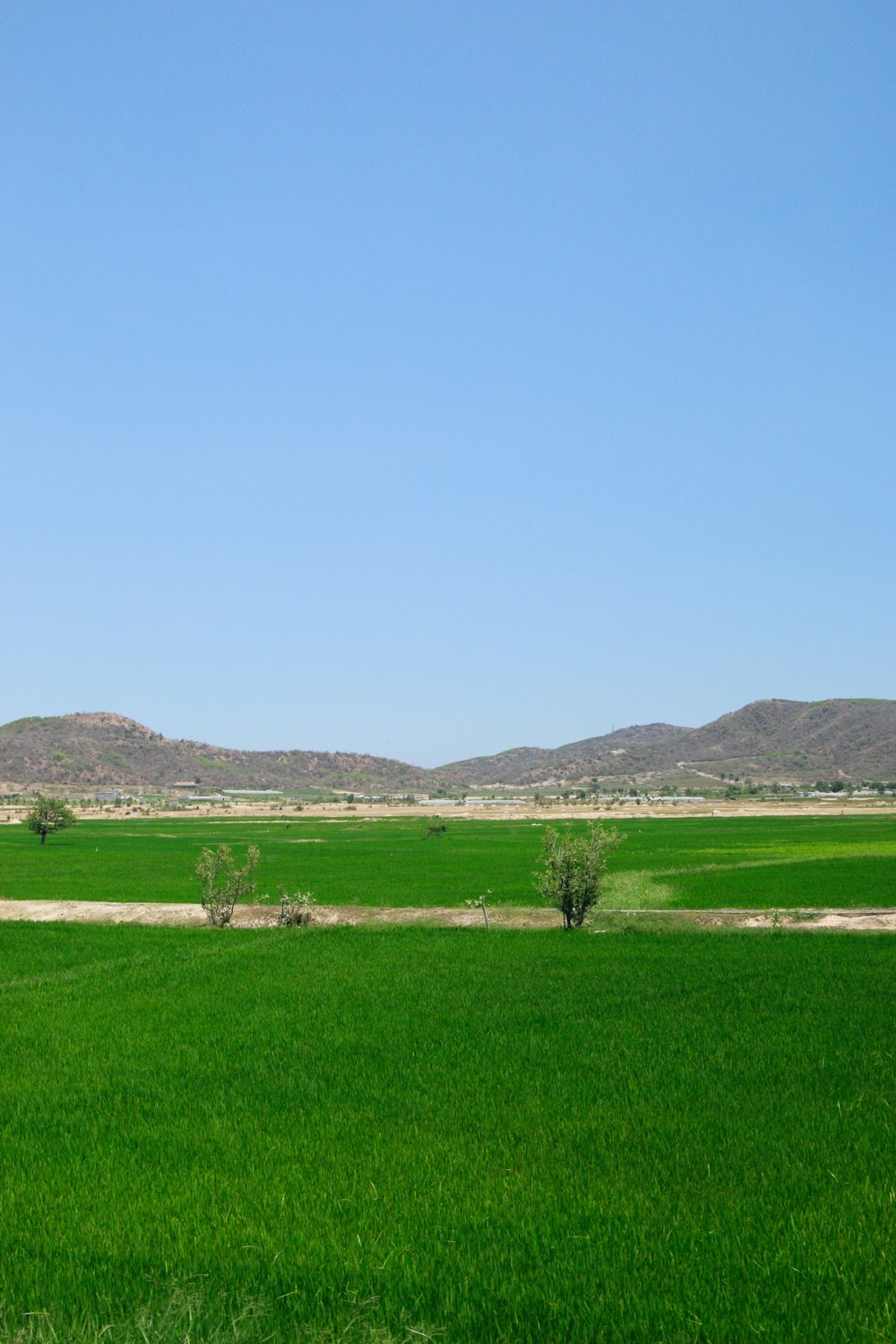 a field of green grass with mountains in the background