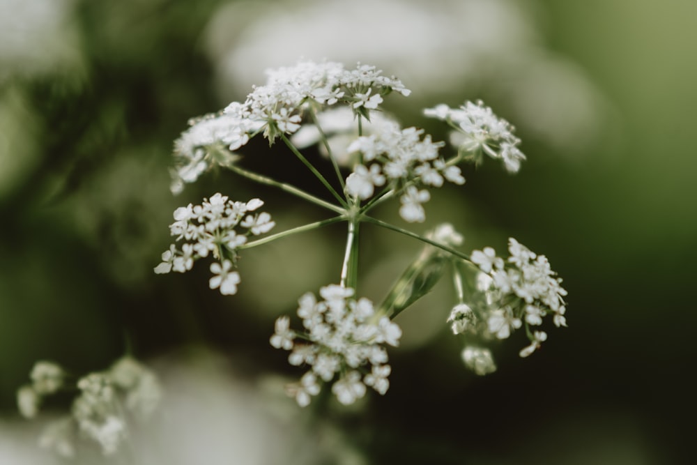 a close up of a white flower with blurry background