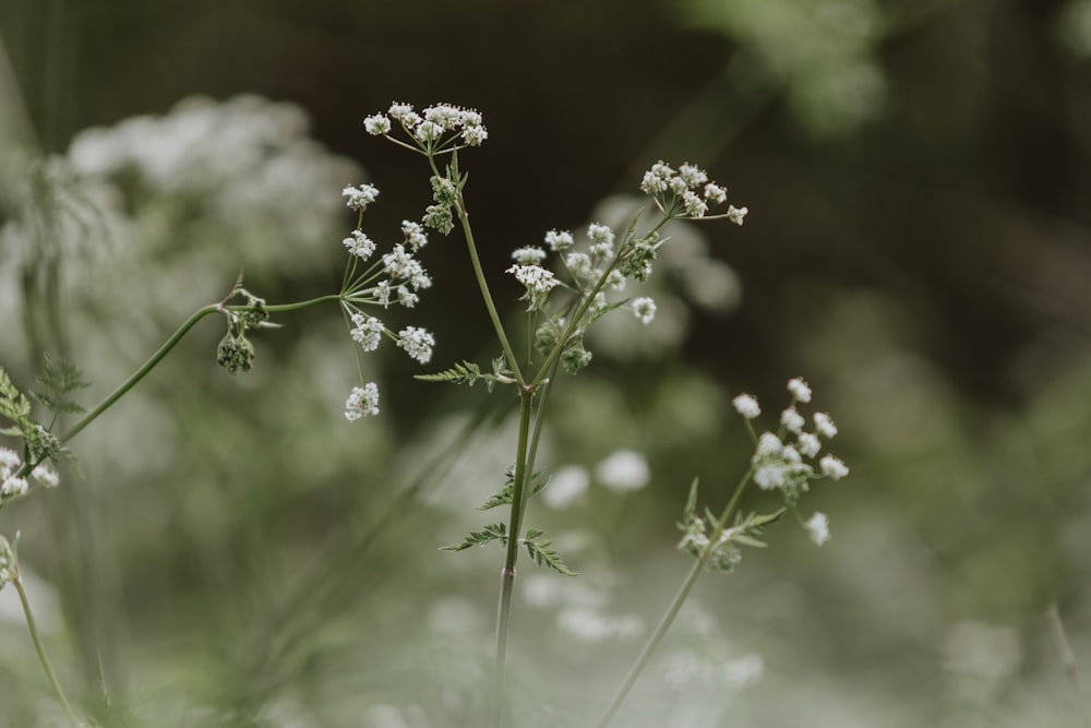 흰 꽃이있는 식물의 클로즈업