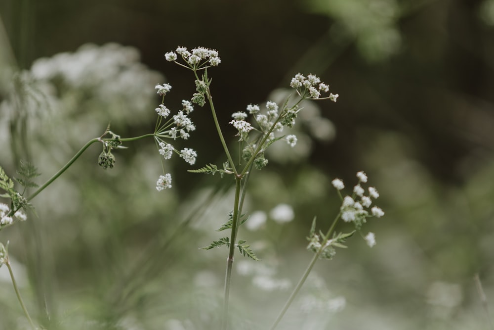 a close up of a plant with white flowers