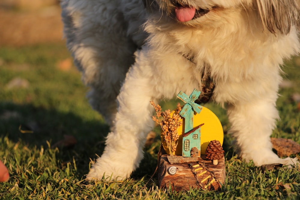 a dog standing in the grass with a toy