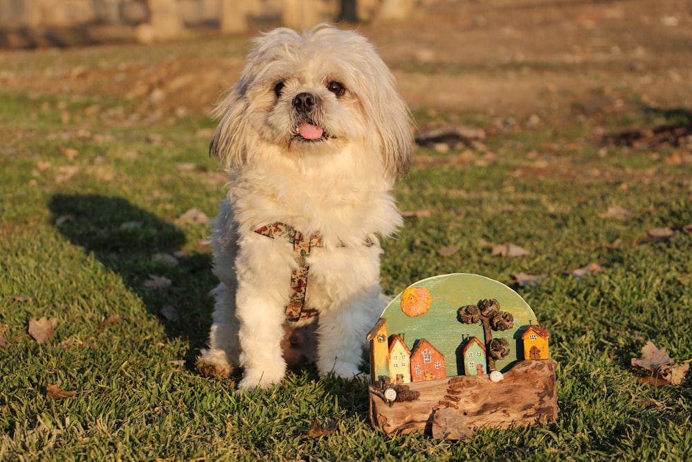 a small white dog standing next to a wooden toy