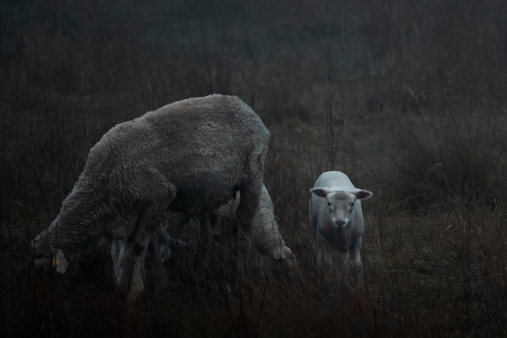 a couple of sheep standing on top of a grass covered field
