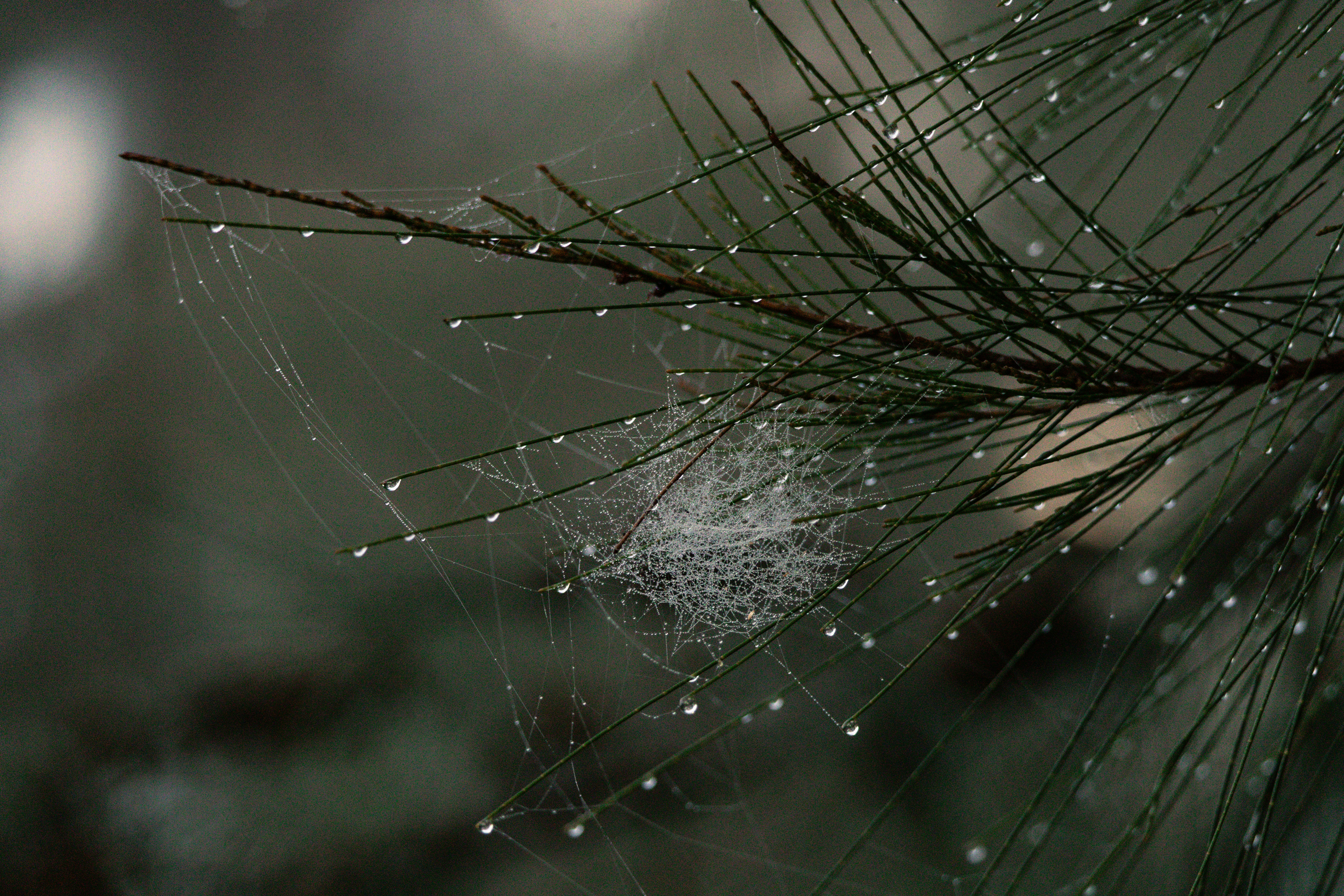 a close up of a spider web on a pine tree