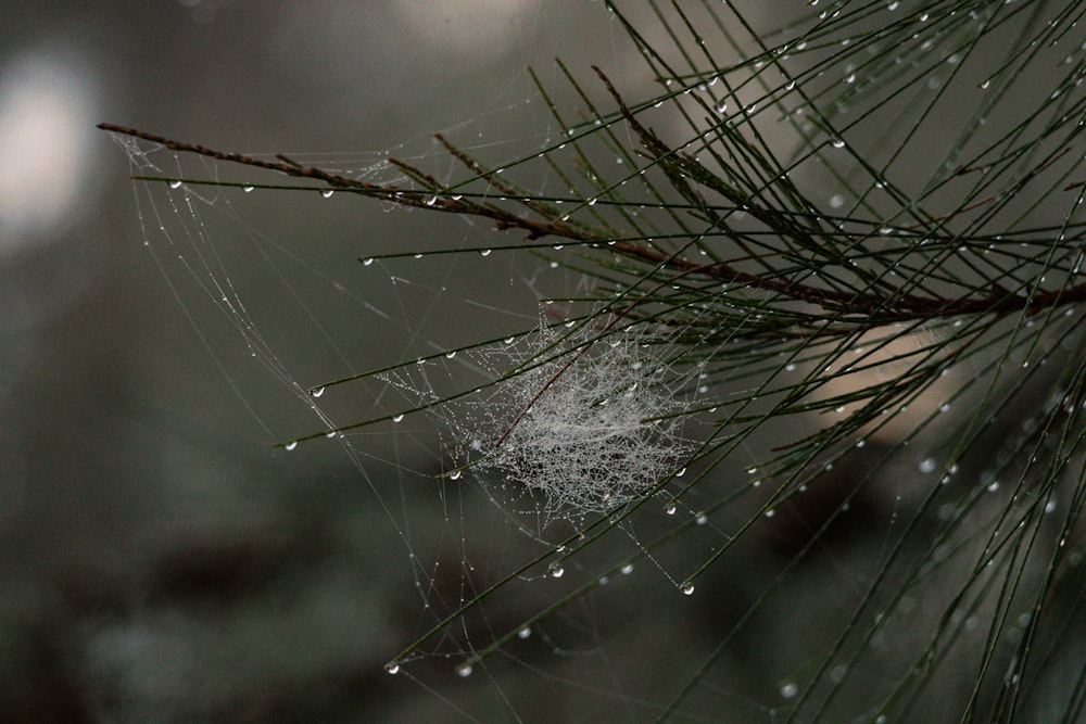 a close up of a spider web on a pine tree