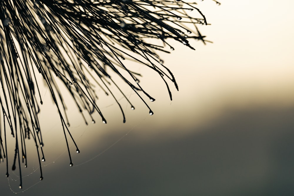 a close up of a pine tree branch with drops of water on it