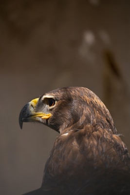 A close-up image of a majestic eagle with sharp, piercing eyes. The bird's feathers are a rich brown, and its beak is prominently hooked and yellow with a black tip. The background is softly blurred, highlighting the eagle's intense expression.