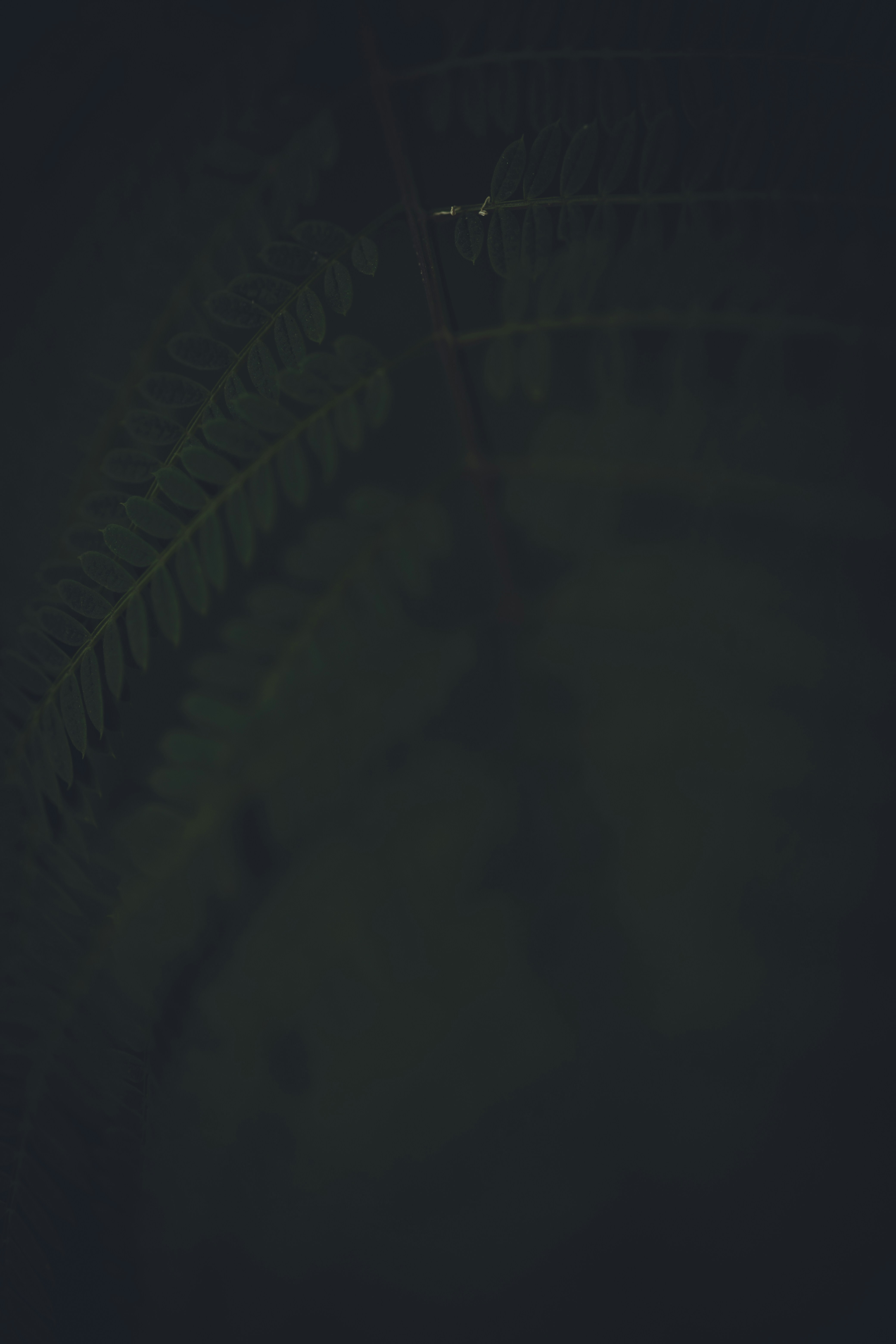 a blurry photo of a plant in the dark