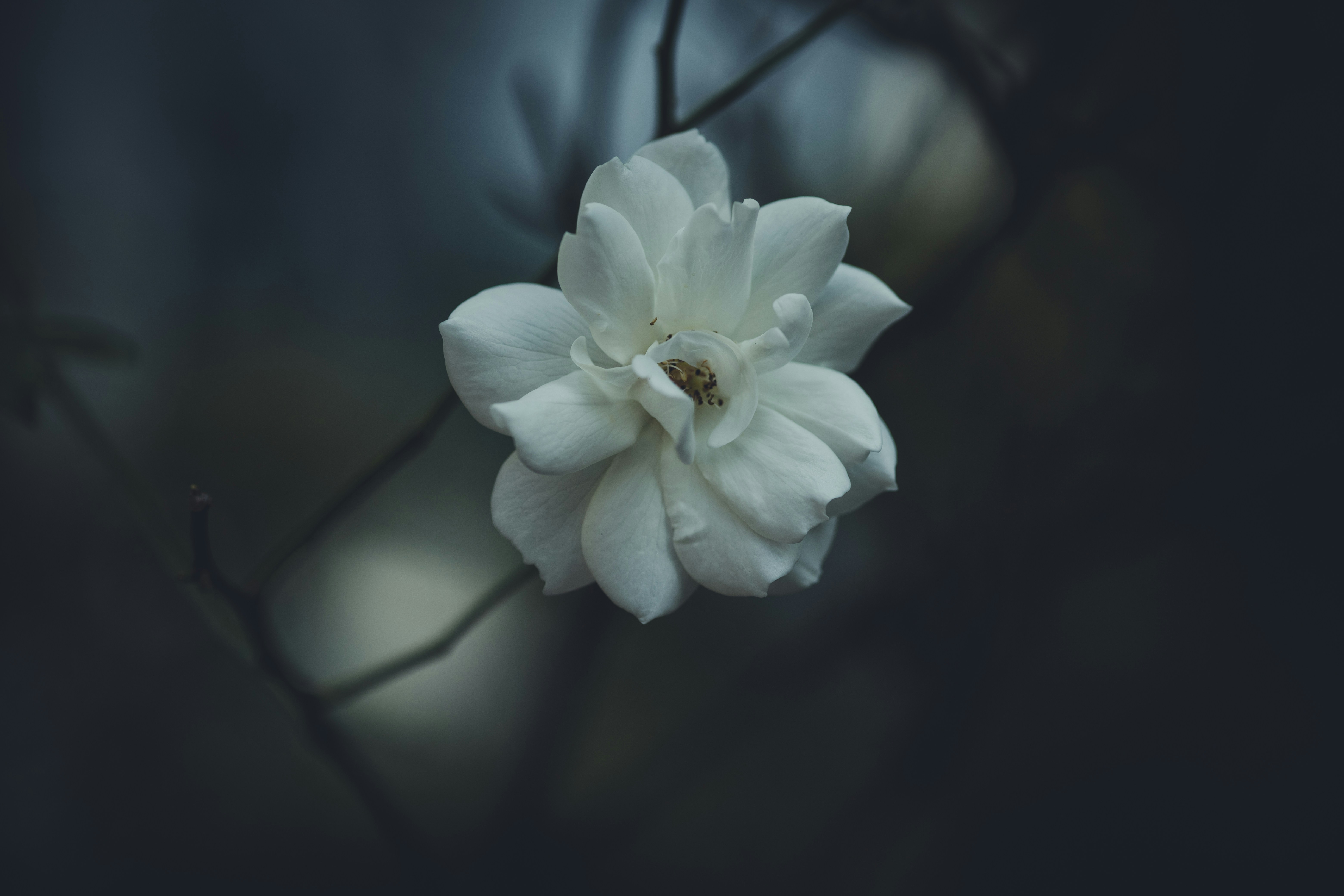 Photo by rrodriguesim