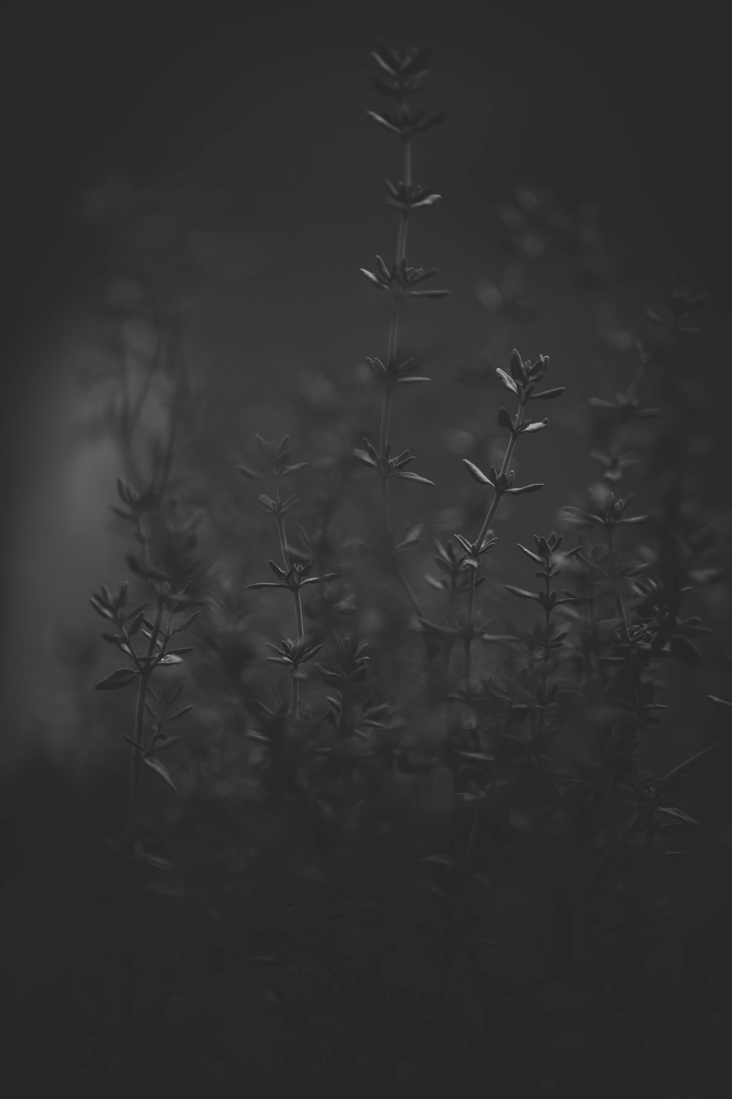 Herbs in low light — ritual still life