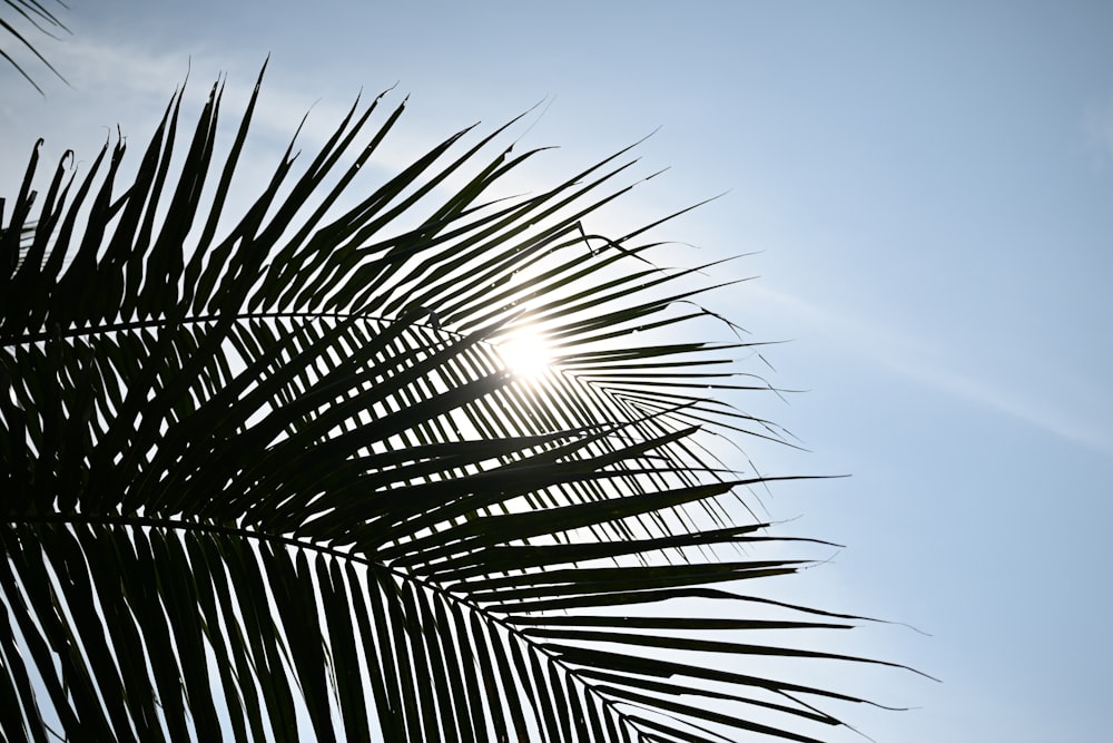 the sun is shining through the leaves of a palm tree