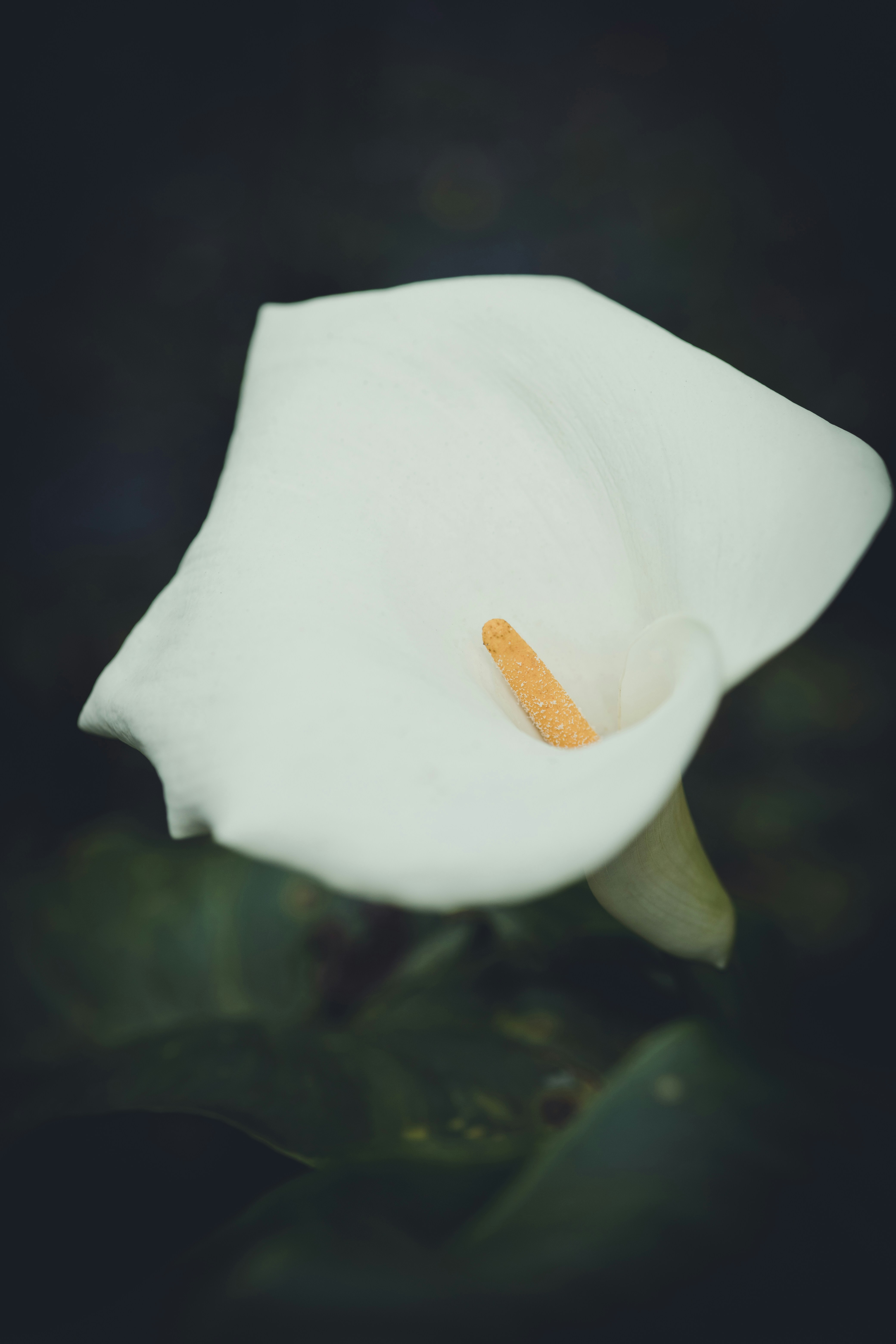 a close up of a white flower with a black background