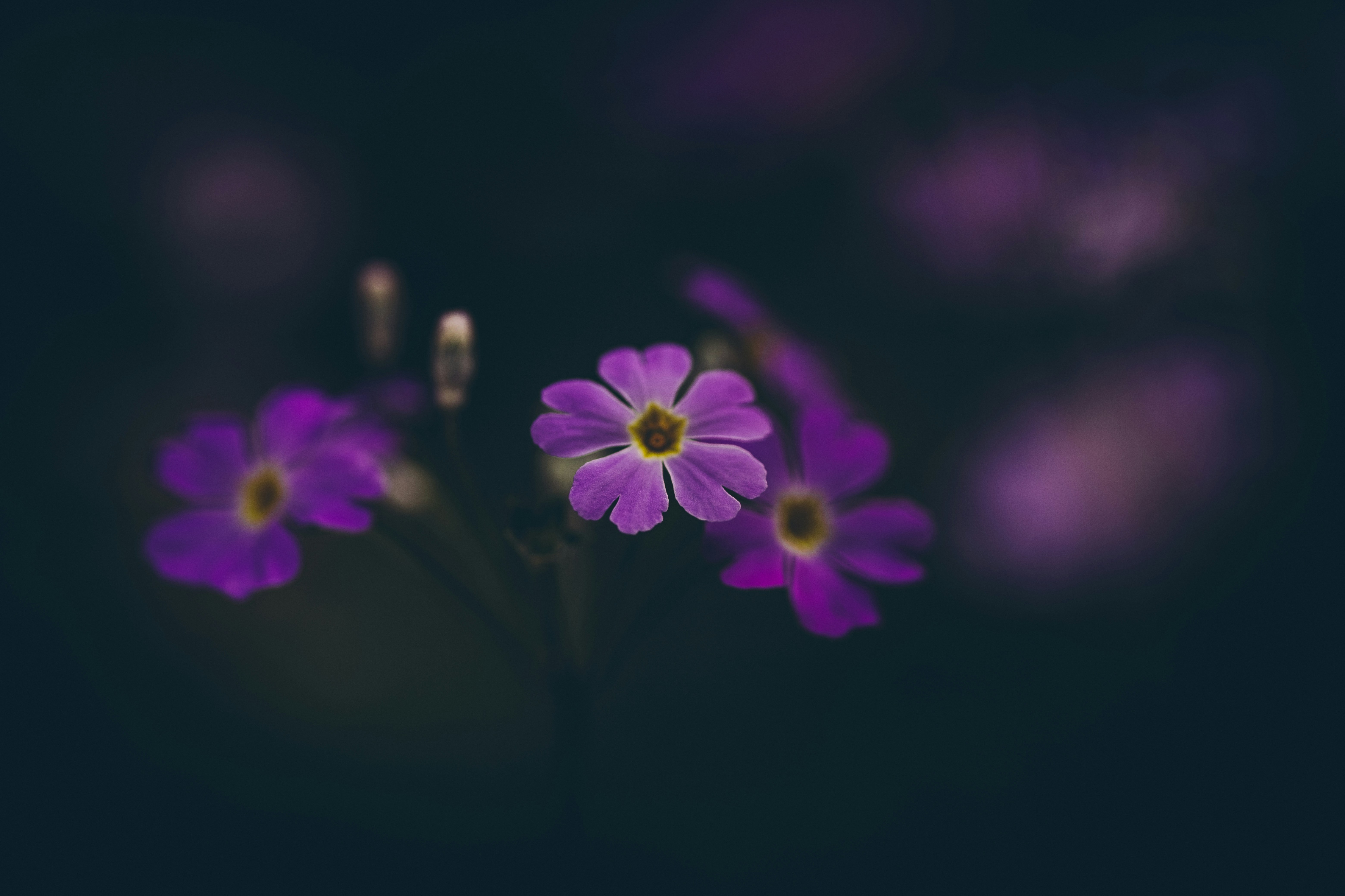 Photo by rrodriguesim