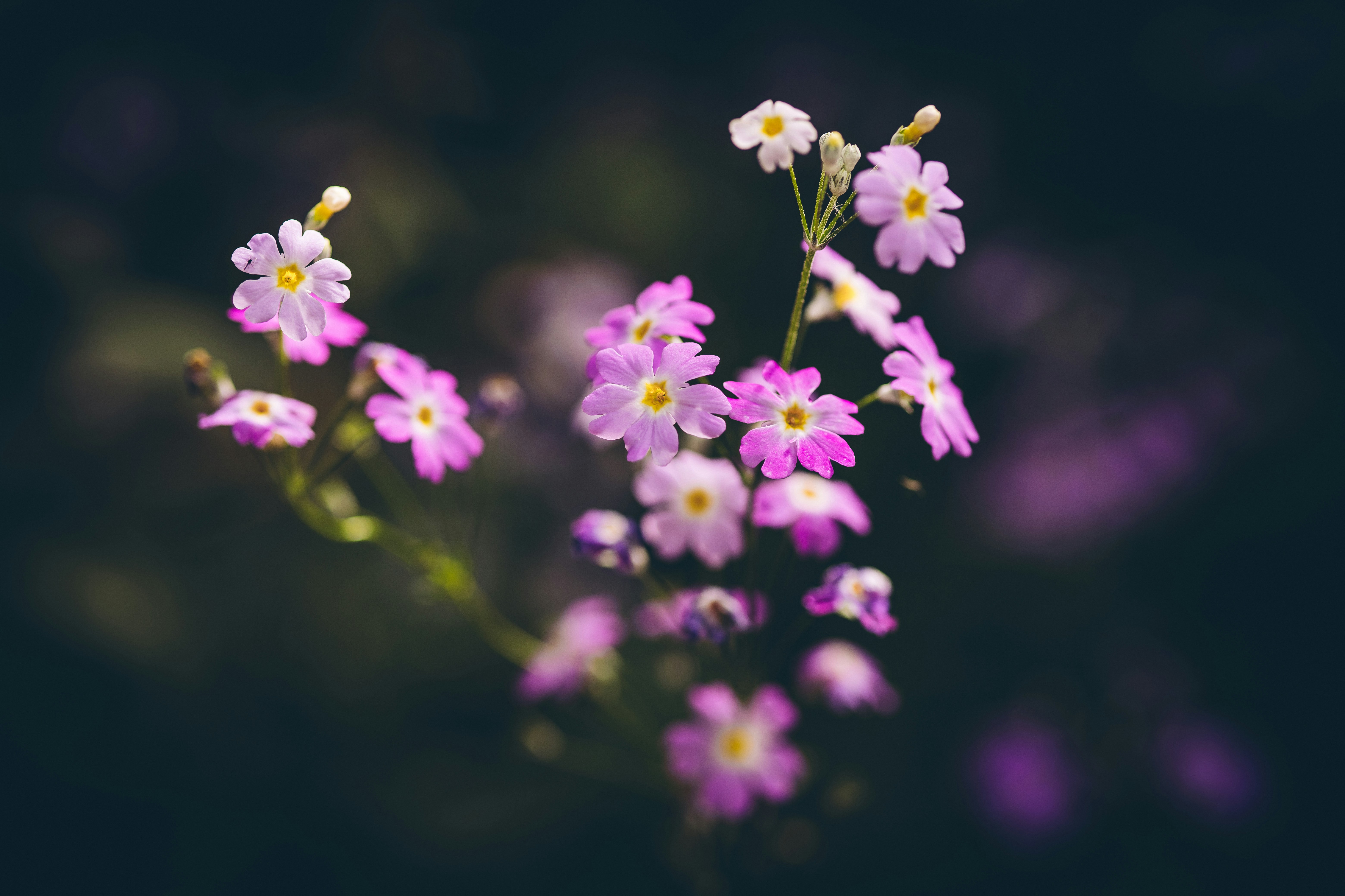 Photo by rrodriguesim