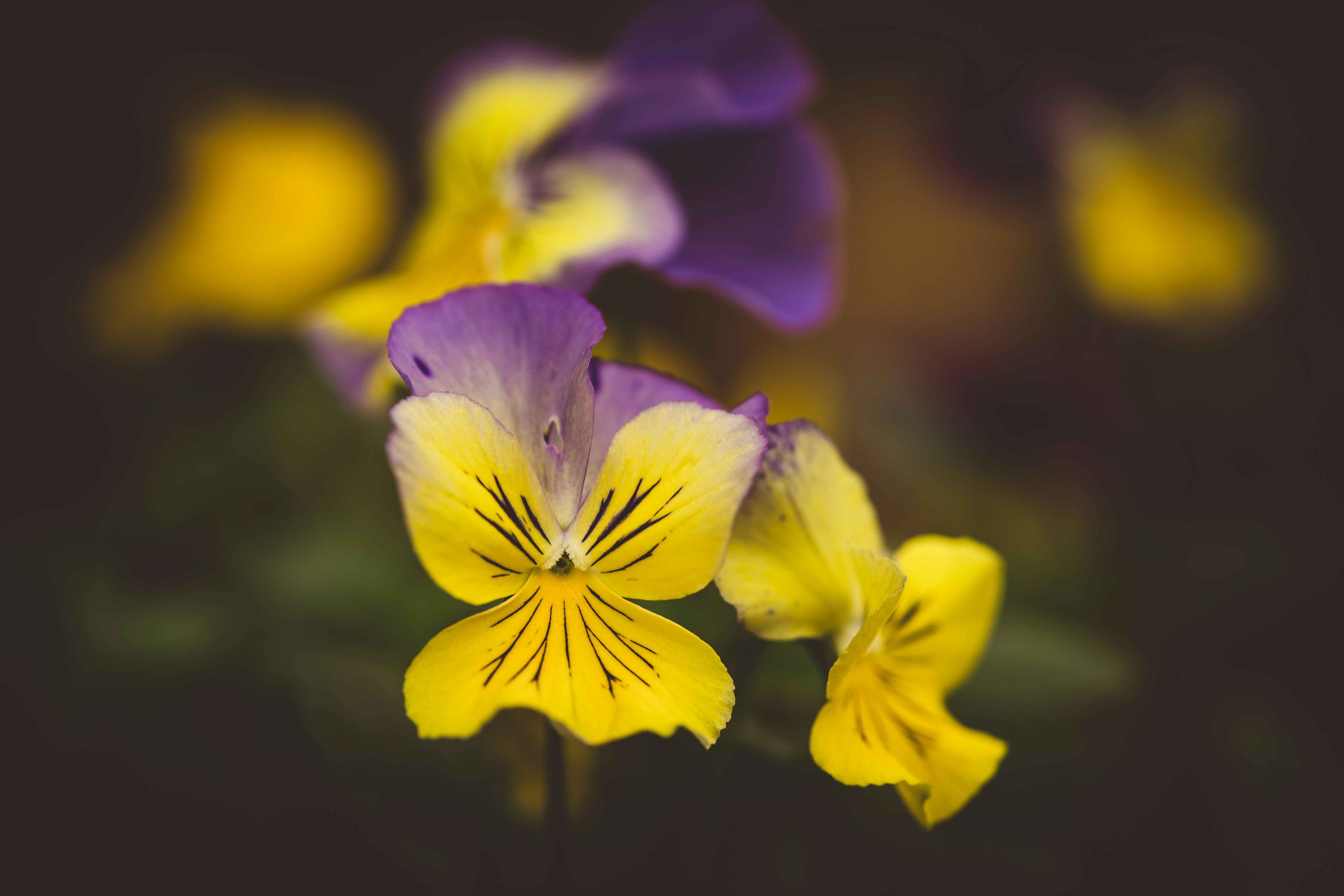 Photo by rrodriguesim