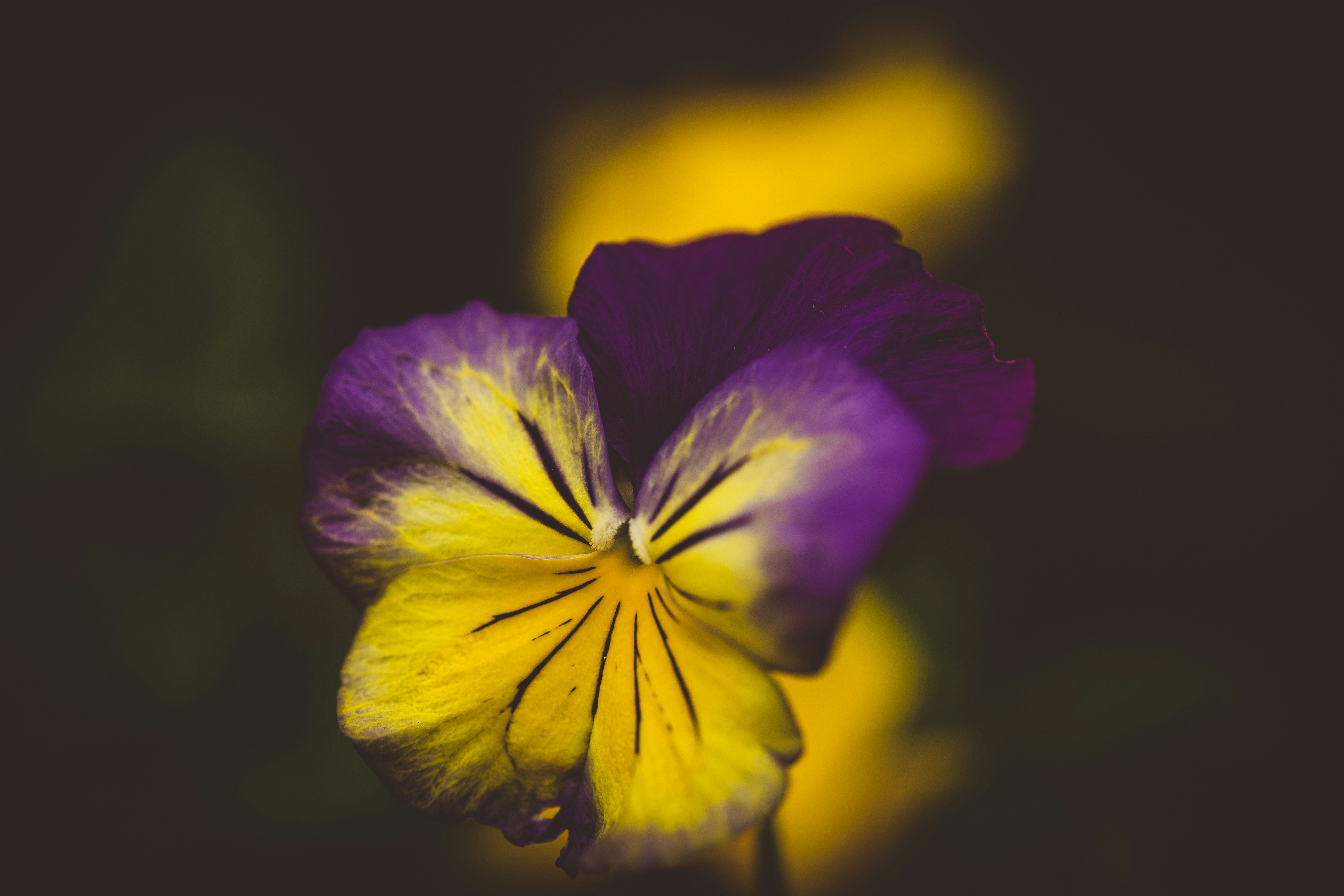 Photo by rrodriguesim