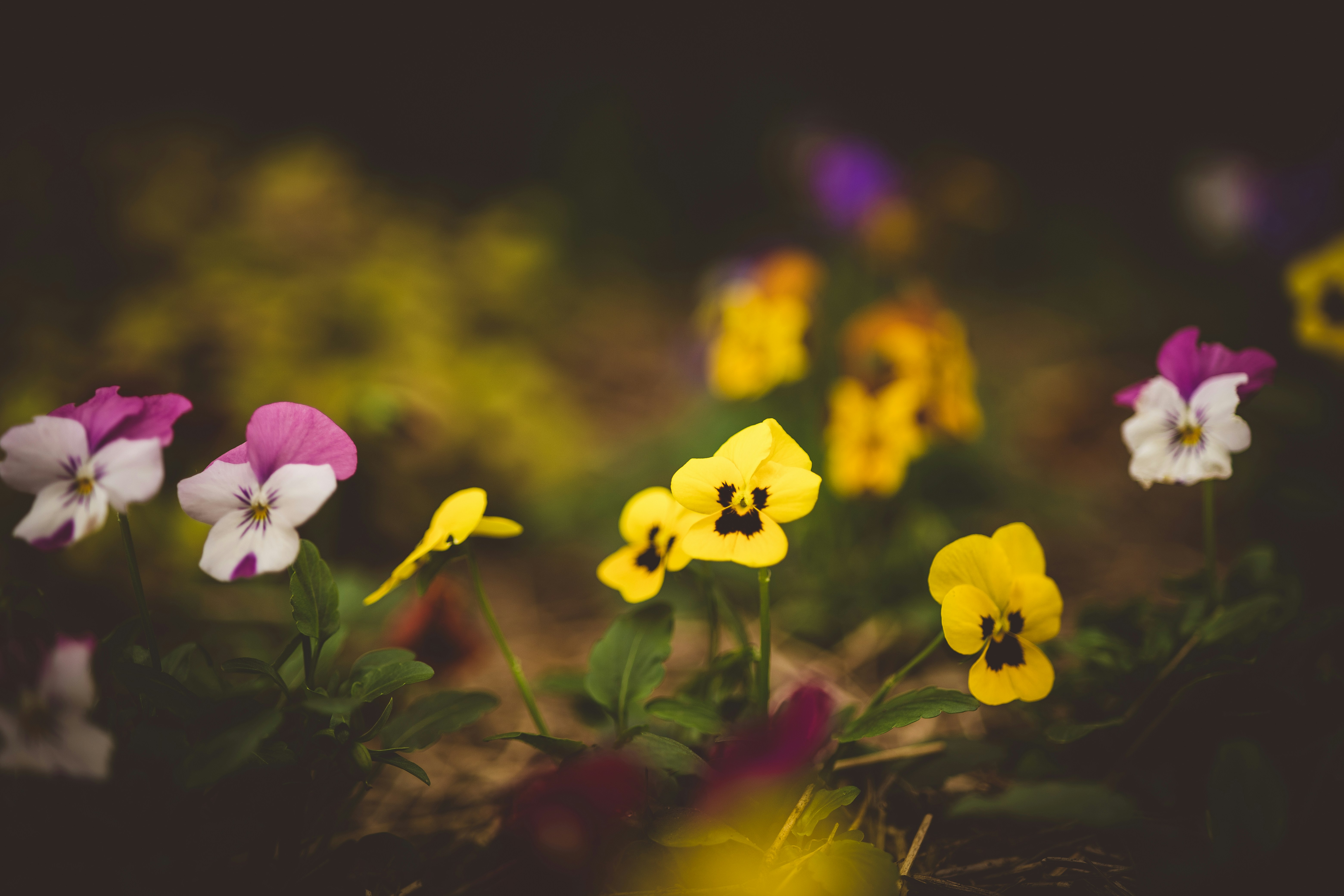 Photo by rrodriguesim