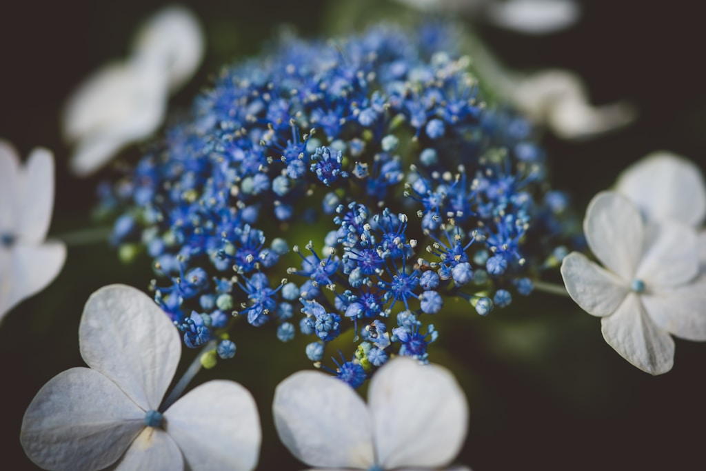 Premium Blue Hydrangea