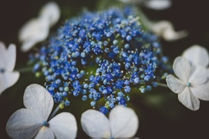 Premium Blue Hydrangea