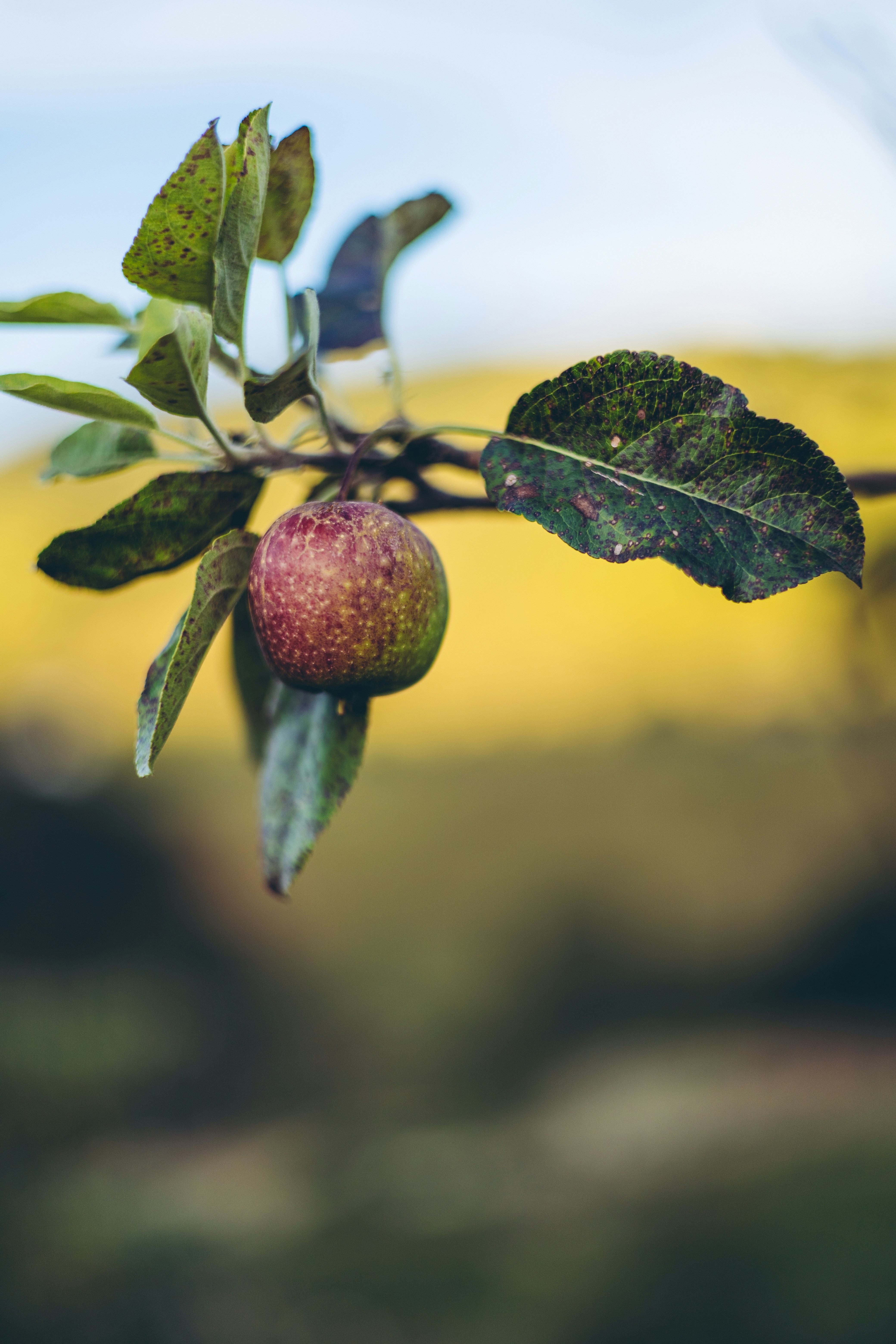 Photo by rrodriguesim