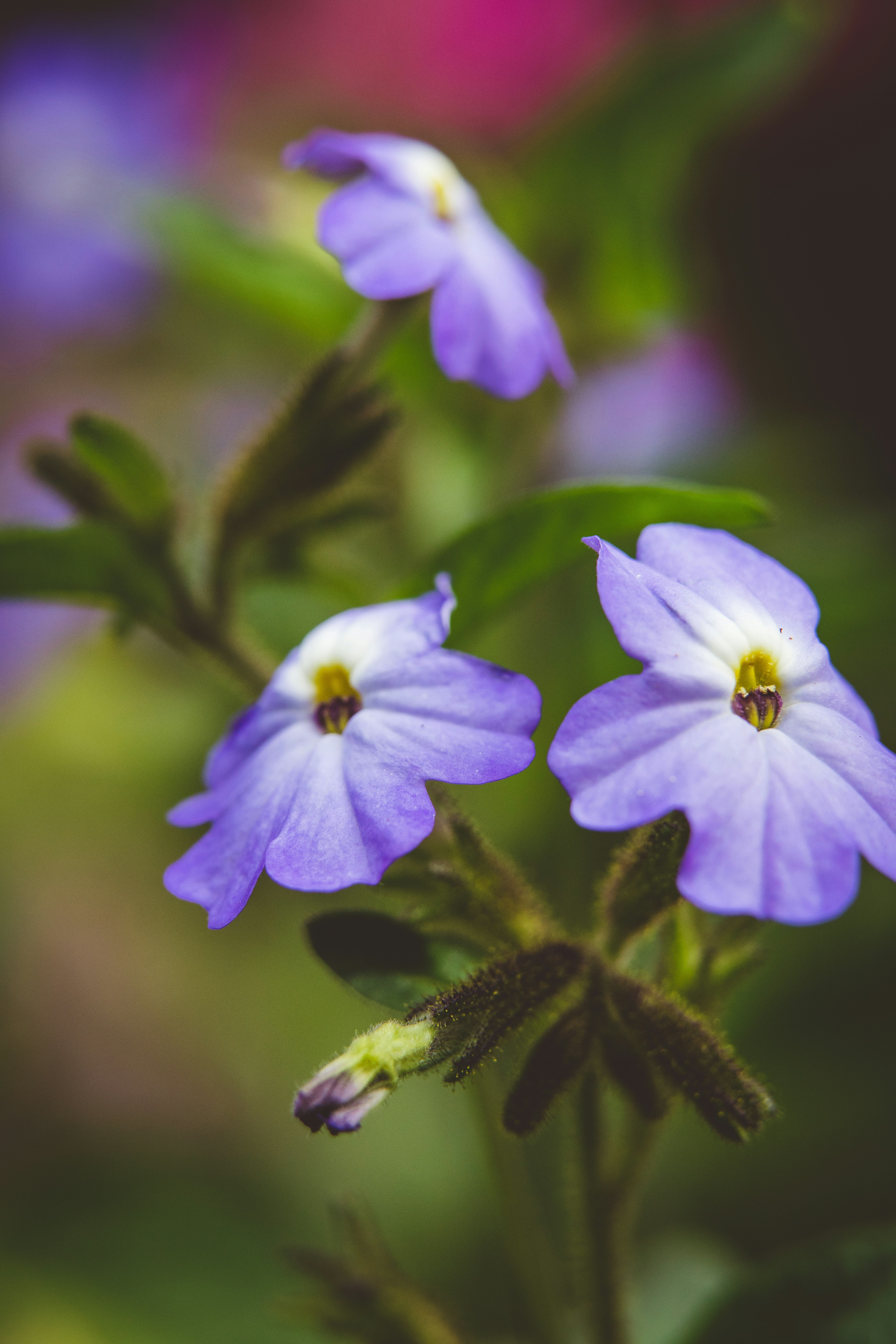 Photo by rrodriguesim