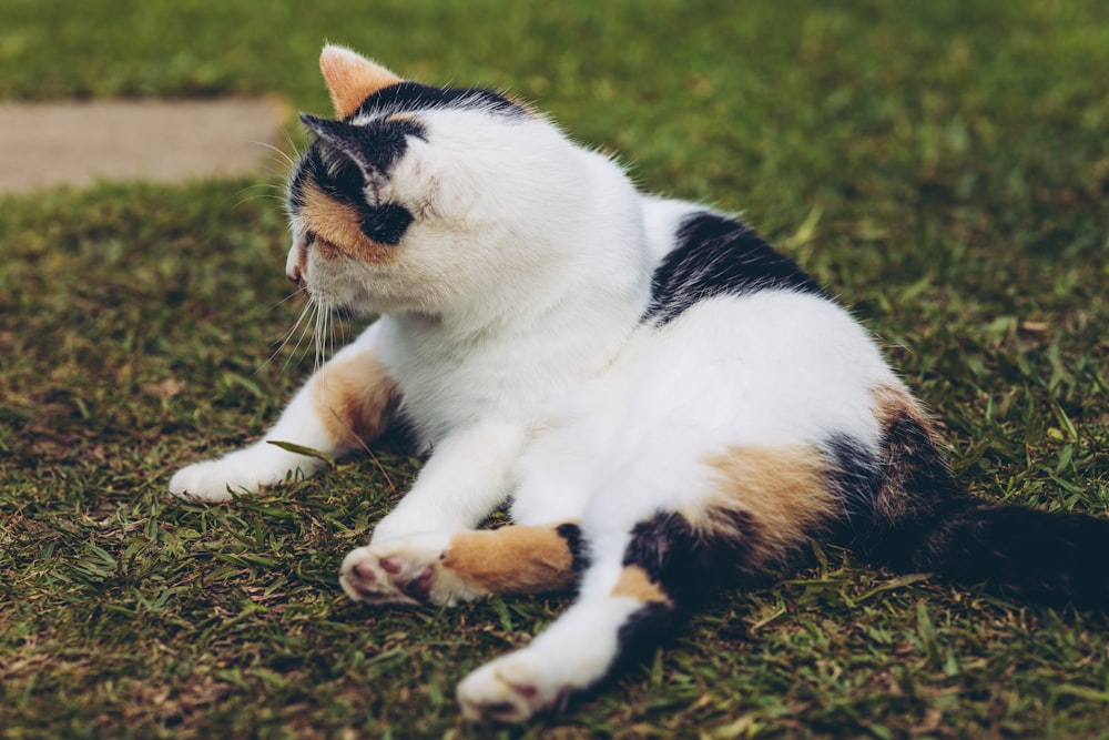 Un gatto nero, bianco e arancione che giace nell'erba foto – Erba Immagine  gratuita su Unsplash