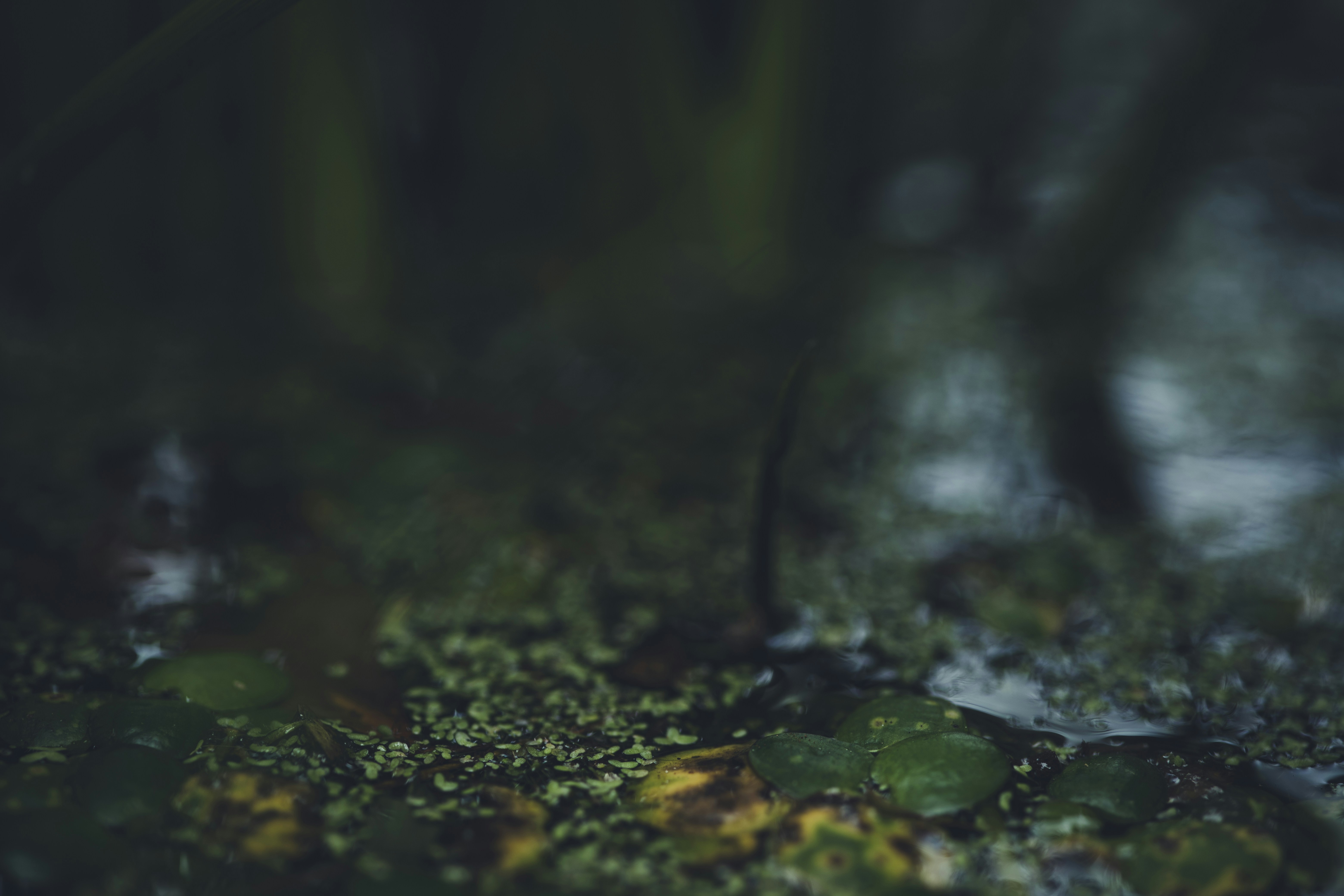 Photo by rrodriguesim