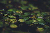A serene view of the lush green ponds in Bihar where foxnuts naturally grow.