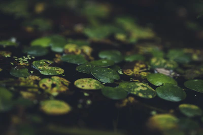 A serene view of the lush green ponds in Bihar where foxnuts naturally grow.